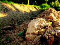 Kalkdüngemitel und Kartoffelanbau