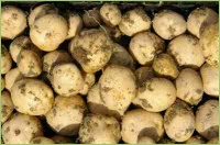 Stickstoff im Kartoffelanbau